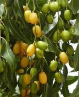 冷壓印度苦楝油 (純油) PURE NEEM OIL--Cold Press 500毫升裝